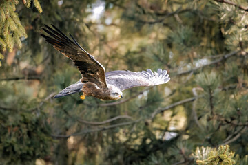Closeup of a hawk soaring through a pine forest