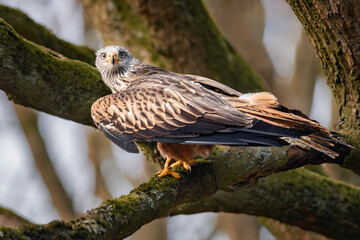 Closeup of a hawk perched on a mossy tree