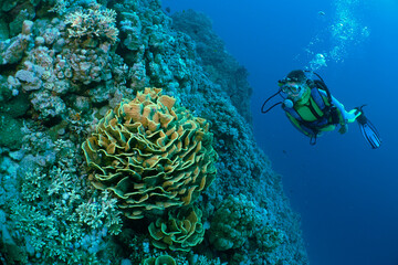 Person wearing a scuba suit and fins discovering underwater life in a clear, blue ocean