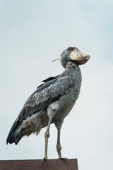 a large bird perched on top of a post against a cloudy sky