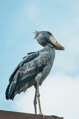 Close-up of a shoebill (Balaeniceps rex) which is a large long-legged wading bird