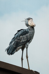Close-up of a shoebill (Balaeniceps rex) which is a large long-legged wading bird
