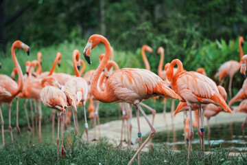 Close-up of flamingos in Singapore bird paradise