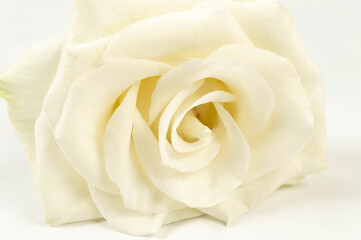 White rose on white background. One rose flat lay. Copy space.
