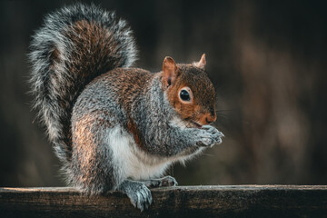 Obraz premium Gray squirrel perched atop a moss-covered log.