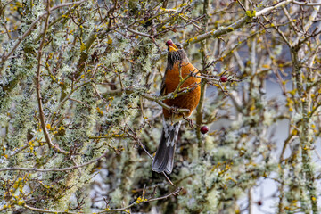 American robin feeding on hawthorn berries, Cowichan Valley