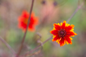 Orange and yellow flower in full bloom is featured prominently against a blurred background