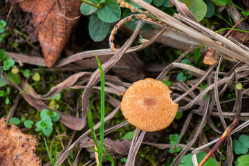 Single brown fungus thriving amidst a lush and vibrant foliage