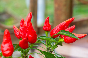 Selective focus shot of red chili peppers growing abundantly in a garden