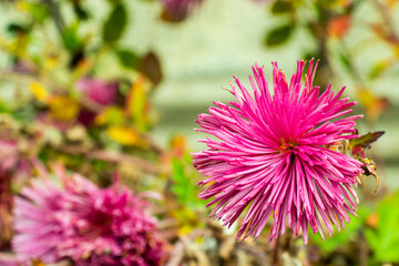 Selective focus shot of a vibrant pink chrysanthemum blooming beautifully in a serene garden setting