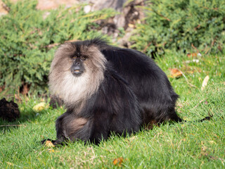 macaque at the Beauval Zoo in France