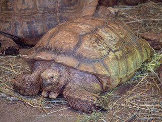 Obraz premium a large turtle lying in dirt and grass in Beauval zoo in France