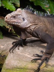 Iguana at the Beauval Zoo in France