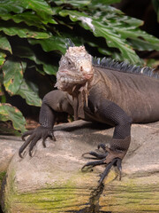 Iguana at the Beauval Zoo in France