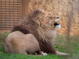 Naklejka premium Lion at the Beauval Zoo in France