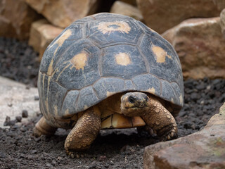 a large turtle lying in dirt and grass in Beauval zoo in France