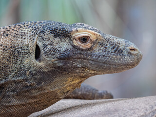 Komodo dragon at the Beauval Zoo in France