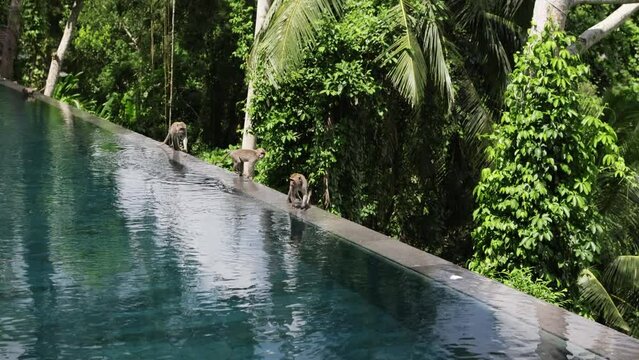 Monkeys at border of swimming pool.