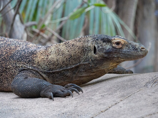 Komodo dragon at the Beauval Zoo in France