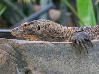 Komodo dragon at the Beauval Zoo in France