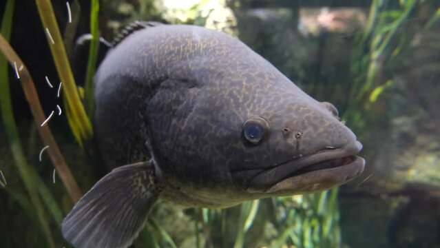 A Murray cod Maccullochella peelii in a glass fish tank, it is a large Australian predatory freshwater fish.