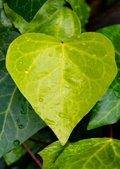 Heart shaped leaf of Canary or Madeira ivy (Hedera canariensis) a climbing plant. Macro close up of...