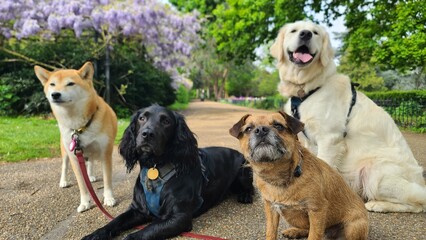 A pack of cute and happy dogs of various breed and size are socializing together, hanging out in a park on their dog walk