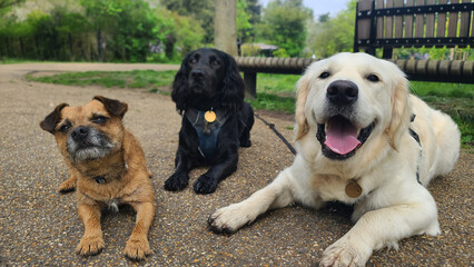 A pack of cute and happy dogs of various breed and size are socializing together, hanging out in a...