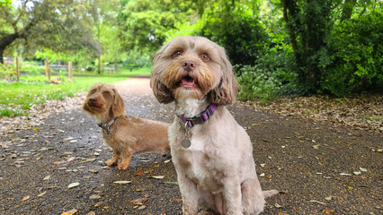 A pack of cute and happy dogs of various breed and size are socializing together, hanging out in a park on their dog walk