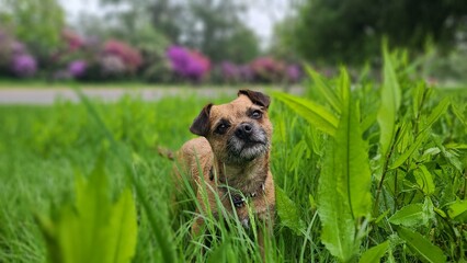Obraz premium A cute and happy Border Terrier Puppy dog posing for a dog photography portrait 