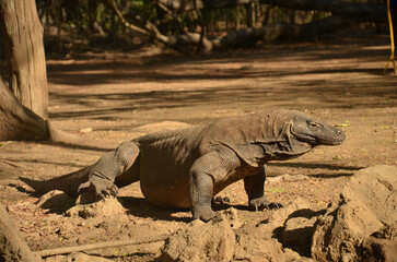 A Komodo dragon walking across a sandy area