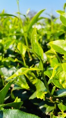 Cluster of vibrant green plants with lush green leaves in a garden on a sunny day
