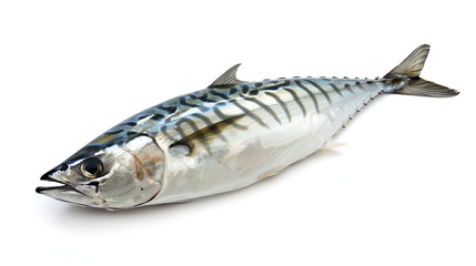Atlantic mackerel fish on white background
