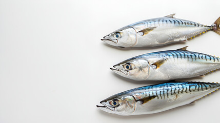 Atlantic mackerel fish on white background