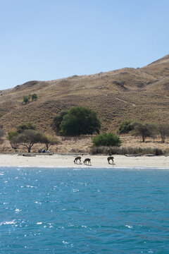 Wild horses roaming by the sea with a mountainous backdrop