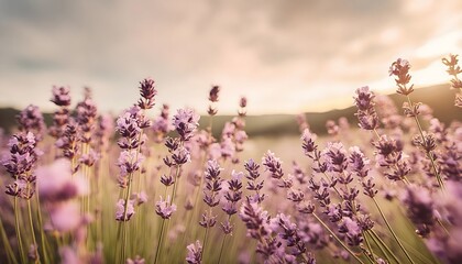 lavender macro, cinematic light, shallow depth of field, wide angle