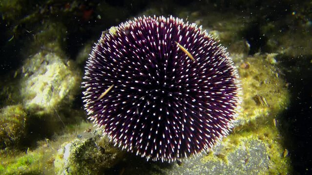 Purple sea urchin (Sphaerechinus granularis) slowly moves its needles on the seabed, planktonic organisms swim nearby, close-up.