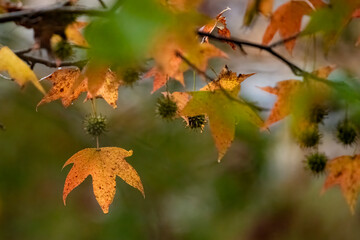 a tree that has some yellow leaves on it and one is brown