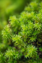 A detailed close-up of tree moss, showcasing its soft, velvety texture and vibrant green color. 