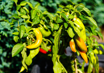 rote Früchte der Chilipflanze Capsicum