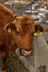 a large brown cow stands by a cement barrier and stares into the camera