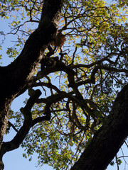 Low angle of a green tree against the blue sky