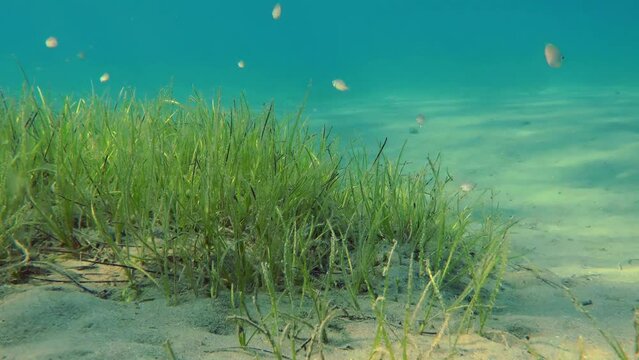 Picturesque underwater landscape: thickets of sea grass (Zostera marina) in sandy shallow water, over which small fish swim in the rays of the evening sun.