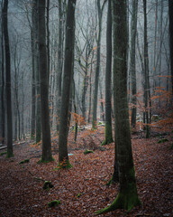 Scenic view of a forest on a foggy, rainy, autumn day