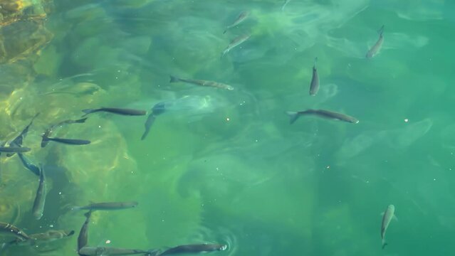 A flock of sea fish gray mullet (Mugil sp.) circles under the surface of the water, slow motion, top view.