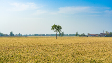 Wheat flied with tree under blue sky, rural countryside - Agriculture