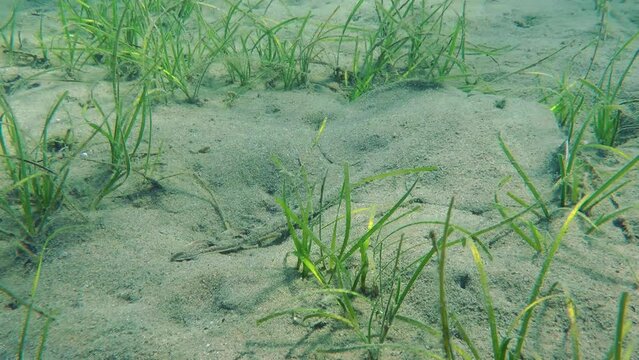 Marine fish Thornback Ray (Raja clavata) slowly slides out of frame through a clump of sea grass. Mediterranean.