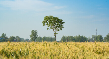 Wheat flied with tree under blue sky, rural countryside - Agriculture