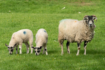 
Sheep in pasture, in the Yorkshire Dales, UK. British farming concept, countryside, farmland.
