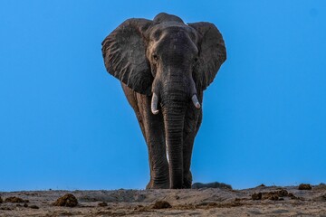 Obraz premium an elephant standing alone with its tusks extended in the desert